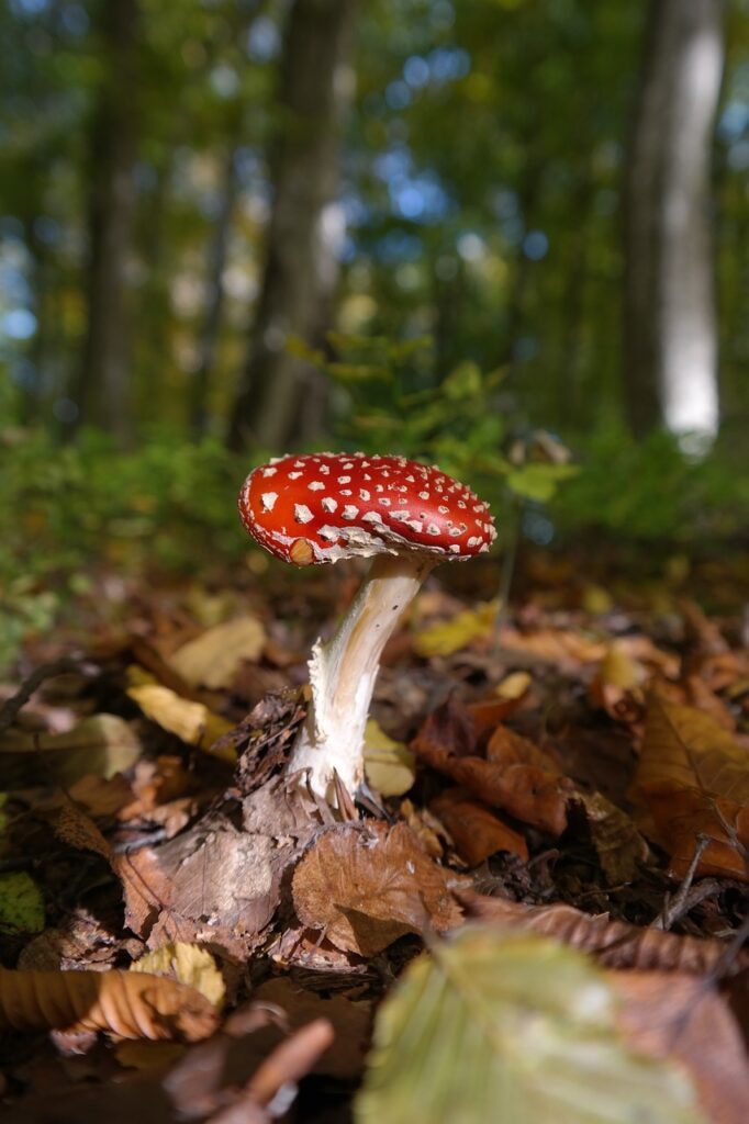 mushroom, toadstool, fly agaric-228348.jpg